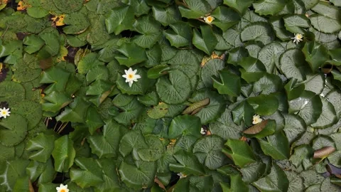 Ground Cover Plants and Decorative Gravel Garden Texture 4K Vídeos de archivo 337948600