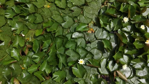 Ground Cover Plants and Decorative Gravel Garden Texture 4K Stock Footage 337948642