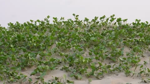 Ground Cover Plants Stock Footage 336700628