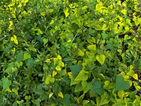 Ground cover plants Stock-Fotos