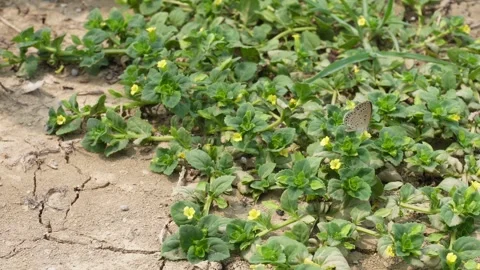 Ground Cover Plants with Small Yellow Flowers Growing in Dry Soil Stock Footage 336687954