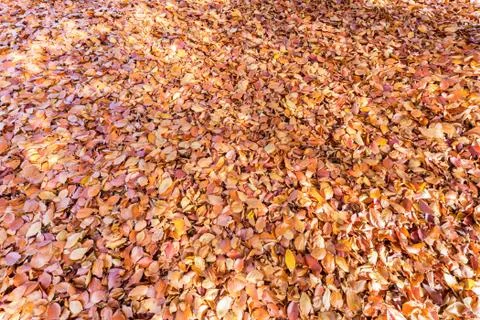 Ground covered with beech tree leaves in autumn Stock Photos