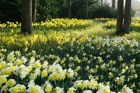 The ground is covered with different types of daffodils, like  a sea of flowe Stock Photos