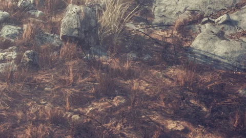 Ground covered with dry grass and stones in a natural setting during daylight Stock Footage 340019174