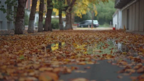 The ground is covered with fallen leaves of yellow plane trees in autumn Stock Footage 221456580
