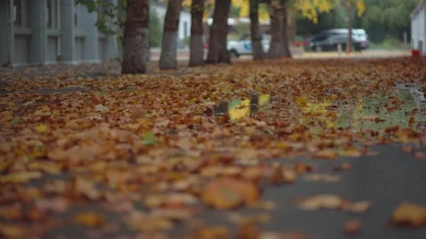 The ground is covered with fallen leaves of yellow plane trees in autumn Stock Footage 221456582