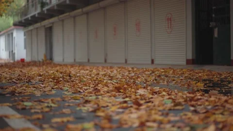 The ground is covered with fallen leaves of yellow plane trees in autumn Stock Footage 221456819