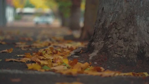 The ground is covered with fallen leaves of yellow plane trees in autumn Stock Footage 221456820
