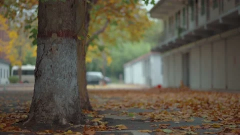The ground is covered with fallen leaves of yellow plane trees in autumn Stock Footage 221456826