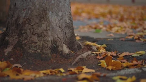 The ground is covered with fallen leaves of yellow plane trees in autumn Stock Footage 221456840