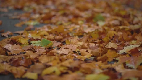 The ground is covered with fallen leaves of yellow plane trees in autumn Stock Footage 221456854