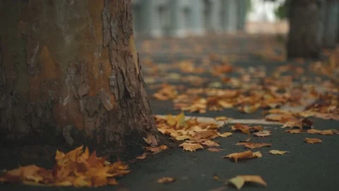 The ground is covered with fallen leaves of yellow plane trees in autumn Stock Footage 221456855