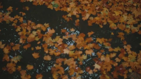 The ground is covered with fallen leaves of yellow plane trees in autumn Stock Footage 221456856