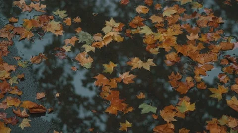 The ground is covered with fallen leaves of yellow plane trees in autumn Stock Footage 221456888