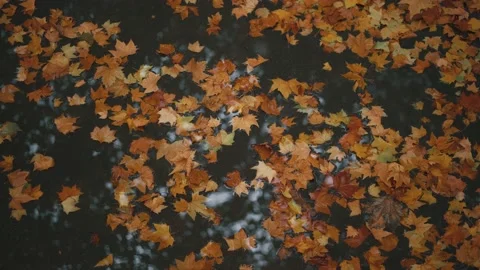 The ground is covered with fallen leaves of yellow plane trees in autumn Stock Footage 221456907