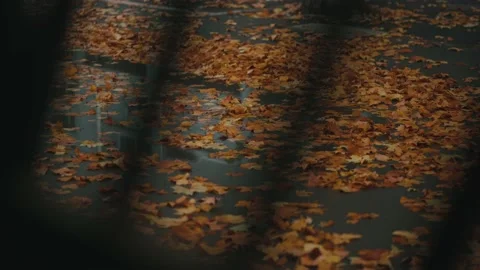 The ground is covered with fallen leaves of yellow plane trees in autumn Stock Footage 221456920