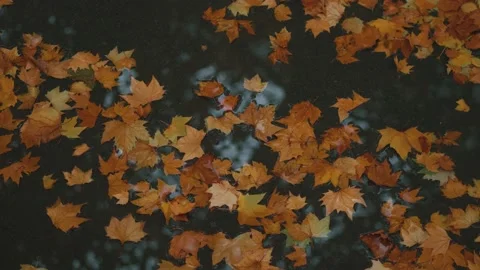 The ground is covered with fallen leaves of yellow plane trees in autumn Stock Footage 221456950