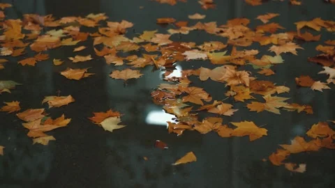The ground is covered with fallen leaves of yellow plane trees in autumn Stock Footage 221457040