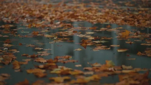 The ground is covered with fallen leaves of yellow plane trees in autumn Stock Footage 221457050