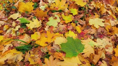 The ground is covered in fallen maple and oak leaves. 库存影片 323866572