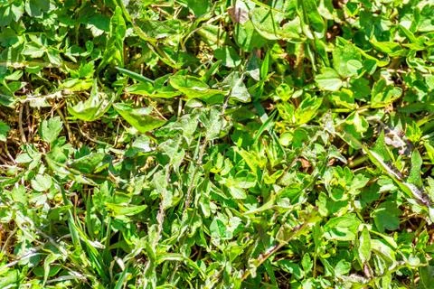 Ground covered with grass. Stock Photos