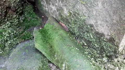 The ground is covered with green moss Stock Footage 286332078