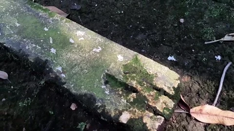 The ground is covered with green moss Stock Footage 286332083