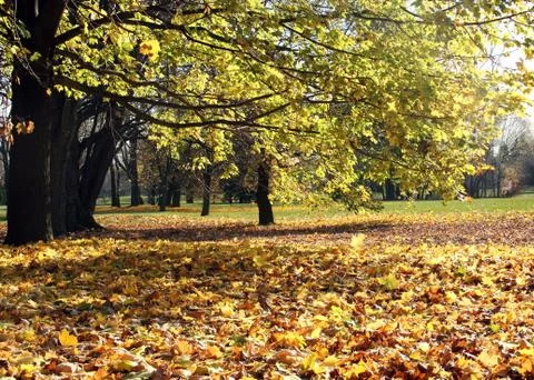 Ground Covered with Leaves under Maple Tree During Fall Stock Photos