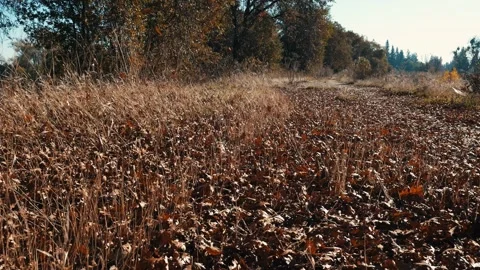 Ground covered with leaves while more oak tree leaves fall Stock Footage 259216287