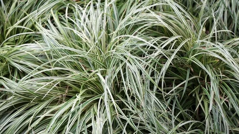 Ground covered with long green grasses Stock Footage 118083676