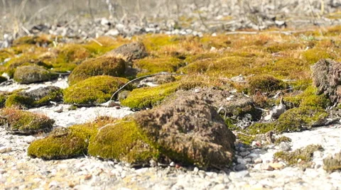 The ground is covered with moss Видео 57316440