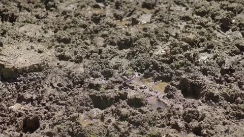 Ground covered with mud after rain in the field Stock Footage 335433237