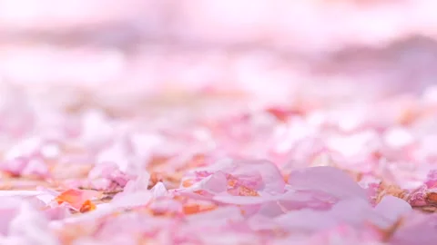 Ground covered with petals Video stock 89444361