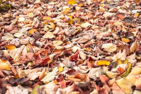 The ground is covered with a thick layer of colorful autumn leaves, ranging from Stock Photos