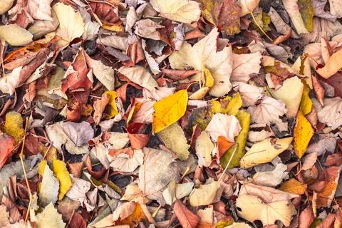 The ground is covered with a thick layer of colorful autumn leaves, ranging from Stock Photos