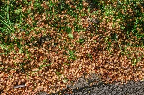 The ground covered in tree pollen forming yellow natural spring texture Фото