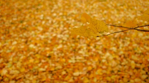 Ground covered with yellow leafs Stock Footage 41437181