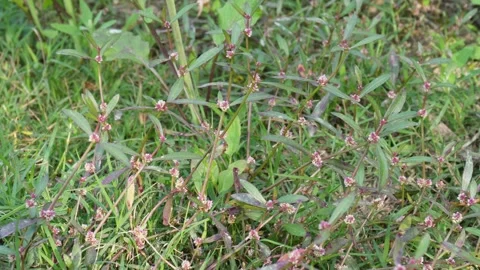 Ground Covering Polygonum Weed Stock Footage 332538947