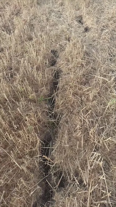 Ground Crack in Dry Yellow Grass Field Stock Footage 337226358