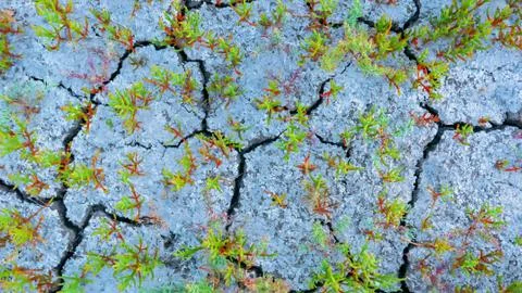 The ground is cracked by drought Stock Photos