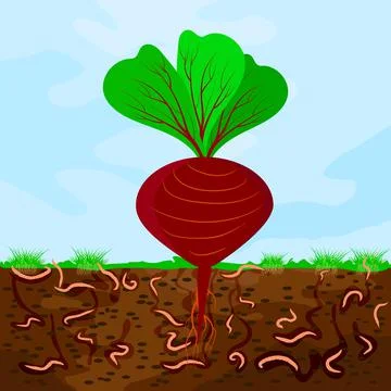 Ground cutaway with beetroot and earthworm. Earthworms in garden soil. Stock Illustration