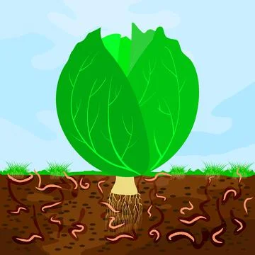 Ground cutaway with cabbage and earthworm. Earthworms in garden soil. Stock Illustration