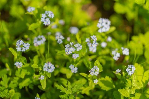 Ground densely populated with tiny blue blossoms and open soil patches for .. Stock Photos