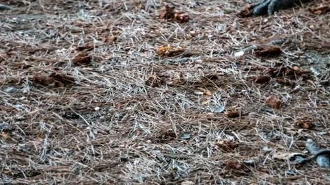 Ground dry pine Stock Photos
