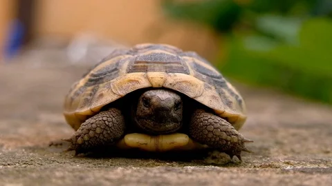 Ground earth turtle face motion close up,breathing movement , blur background 4k Stock Footage 107768628