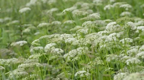 Ground elder (Aegopodium podagraria) Stock Footage 18079587