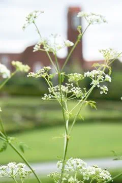 Ground Elder flower Stock Photos