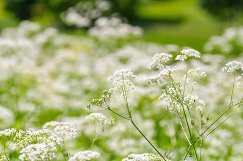 Ground elder, herb gerard, bishops weed, goutweed, gout wort. English masterwort Stock Photos