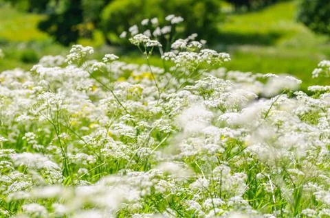 Ground elder, herb gerard, bishops weed, goutweed, gout wort. English masterwort Stock Photos