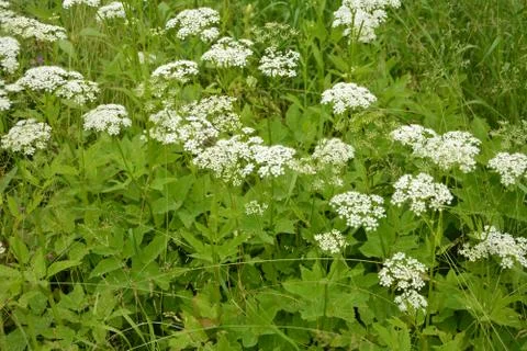 Ground elder, herb gerard, bishop's weed, goutweed, gout wort, Stock Photos
